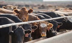 Elazığ Kırmızı Et Üreticileri Birliği Başkanı Çiçek 2026 İthal Dana Rakamlarını Açıkladı