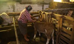 Elazığ'da Cömert Ailesi Annesi Ölen Buzağıyı Elleriyle Besliyorlar