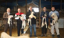 Gürçubuk’ta Hayvancılık Hamlesi! İl Müdürlüğünden Saha Ziyareti