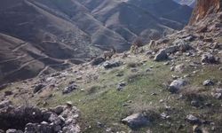 Elazığ'da dağ keçileri dron ile görüntülendi