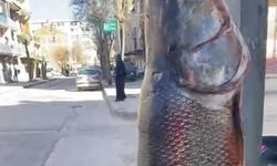 Elazığ’da 97 Kilogram Turna Balığı Yakalandı