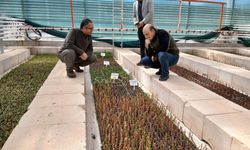 Elazığ - Tunceli Hattında Orman Seferberliği Sürüyor