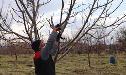 Elazığ’da Meyve Ağaçlarına Bakım Yapıldı