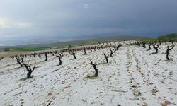 Ticaret Borsası Başkanı Dumandağ: “Dolu ciddi zararlara yol açmıştır“