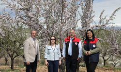 Ağın’da Badem Çiçeği Şöleni: Doğa Ve Üretim Aynı Karede