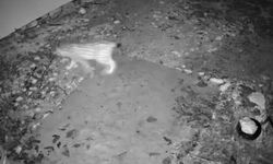 Elazığ’da evin etrafında yiyecek arayan vaşak kamerada