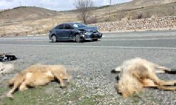 Otomobil Koyun Sürüsüne Daldı