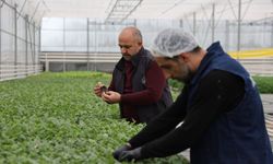 Elazığ'da üretilen çiçekler, kentin farklı noktalarına dikiliyor