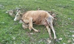 Elazığ'da Yıldırımın Çarptığı İnekler Telef Oldu