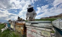 Elazığ'da Arıcılar yavru ve besleme dönemine girdi