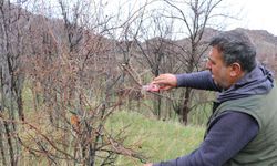 Elazığ Keklik Severler Derneği Sahada: 350 Keklik Doğaya Salındı