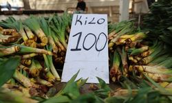 Yılda İki Defa Hasat Edilen "Çiriş Otu" Kendiliğinden Yetişiyor