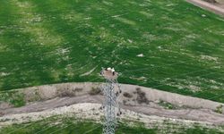 Baharın müjdecisi leylekler Elazığ’ı renklendiriyor