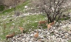 Elazığ’ın Tarihi Mahallesi Harput’ta Dağ Keçileri Görüntülendi
