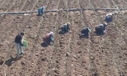 Elazığ’da domates üretiminde yeni sezon başladı