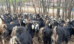 Bingöl’de soğuklar yaylaya çıkışı geciktirdi: Hayvanlar besiye alındı