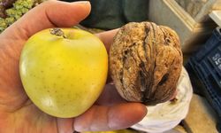 Elazığ’da Elma Büyüklüğünde Cevizler İlgi Çekiyor