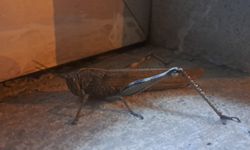 Gören bir daha baktı, boyutu şaşkınlık oluşturdu