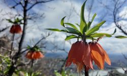 Bingöl'de ters laleler görsel şölen sunuyor: Koparmanın cezası büyük