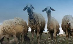 Küçükbaşa Dev Destek: Başvurular Başladı