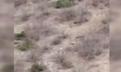 Çoban Köpeği Ayıyı Kovaladı