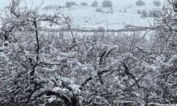 Kayısıda Don Krizi: Elazığ Ve Malatya’da Alarm