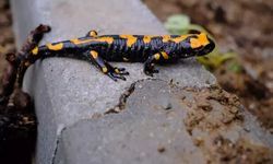 Elazığ’da Nadir Türlerden Lekeli Semender Görüntülendi