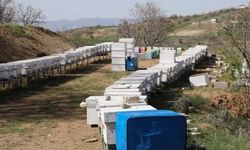 Arıcılıkta Verim Atağı: Elazığ’da Sahada Eğitim Seferberliği