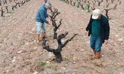 Elazığ’da Dolu Vurdu: Tarlalarda Hasar İncelemesi