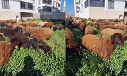 Çim Biçme Yerine 100 Koyun: Elazığ’da Görenleri Gülümseten Yöntem