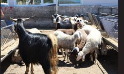 Elazığ hayvan pazarında hareketlilik sürüyor