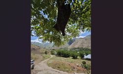 Arılar ağaçta oğul verdi: Dallar arıların ağırlığıyla eğildi