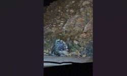 Elazığ'da oklu kirpi görüntülendi
