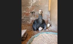 Kümesin davetsiz misafiri yavru kedi anne tavuğun altına sığındı
