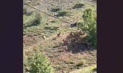 Elazığ'da koruma altındaki dağ keçileri sürü halinde görüntülendi