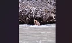 Munzur Nehri’ni geçmeye çalışan ayının mücadelesi kamerada