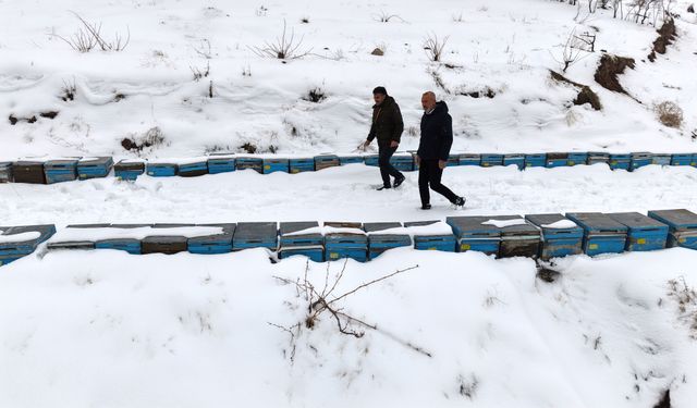 Kar yağışı, koloni kayıplarını ve hastalıkları minimuma indirdi