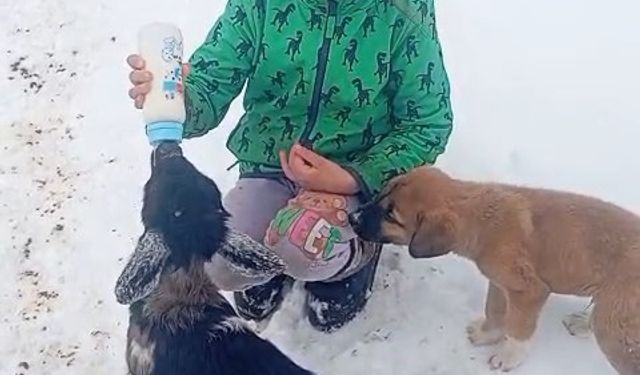 Tunceli'de Fırtınada kaybolan kuzu 3 gün sonra  bulundu