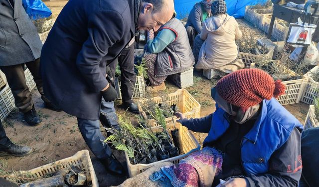 Elazığ'da Dondurucu Soğuklara Rağmen Fidan Üretimi Sürüyor