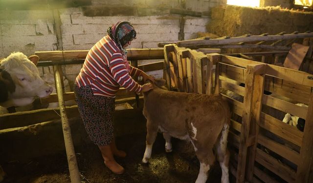 Elazığ'da Cömert Ailesi Annesi Ölen Buzağıyı Elleriyle Besliyorlar