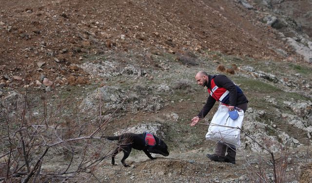 Jandarmanın iz takip köpeği "Salkım" kayıp şahıs için sahada