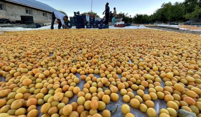 Elazığ’da Öne Çıkan Tarım Ürünleri
