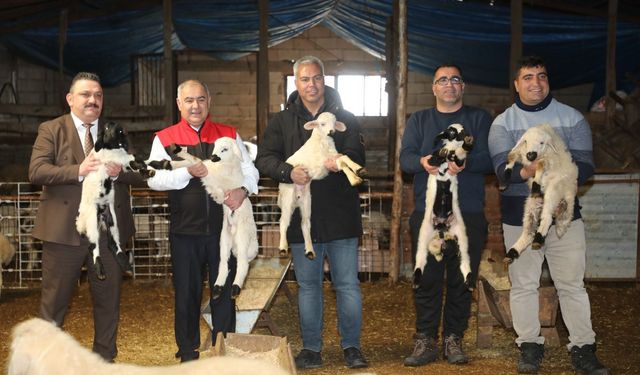 Gürçubuk’ta Hayvancılık Hamlesi! İl Müdürlüğünden Saha Ziyareti