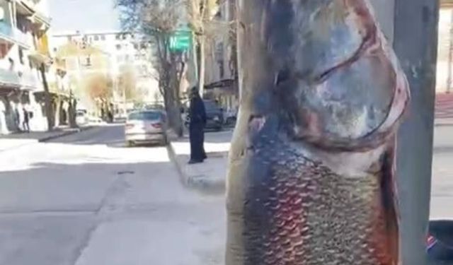 Elazığ’da 97 Kilogram Turna Balığı Yakalandı