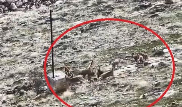 Elazığ'da dağ keçileri sürü halinde görüldü