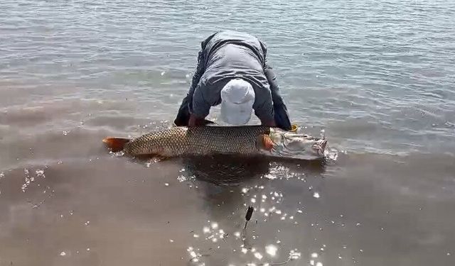 Elazığ’da amatör balıkçılar 65 kilo ağırlığında turna balığı yakaladı
