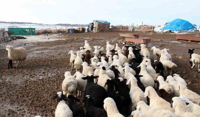 Kuzu ve Oğlak Desteklemeleri İçin Aşı Takvimi Açıklandı