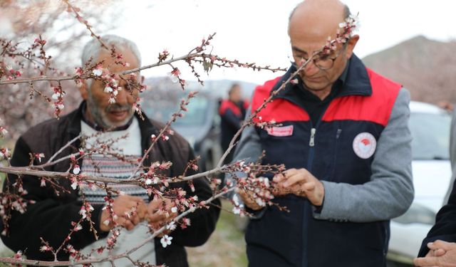Baskil Kayısısında Üretim Yolculuğu Başladı