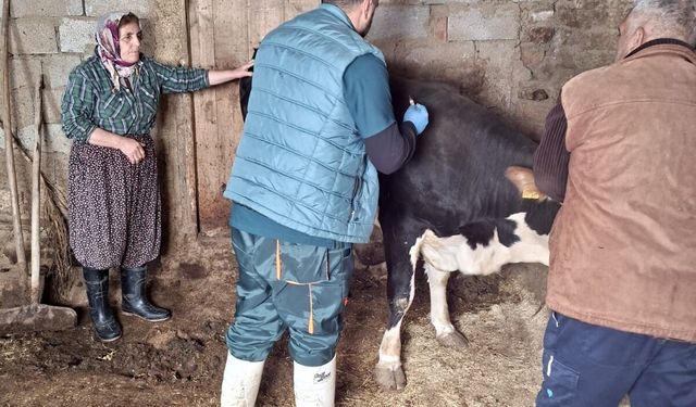 Elazığ’da Hayvancılığa Şap Kalkanı: Aşılama Seferberliği Başladı