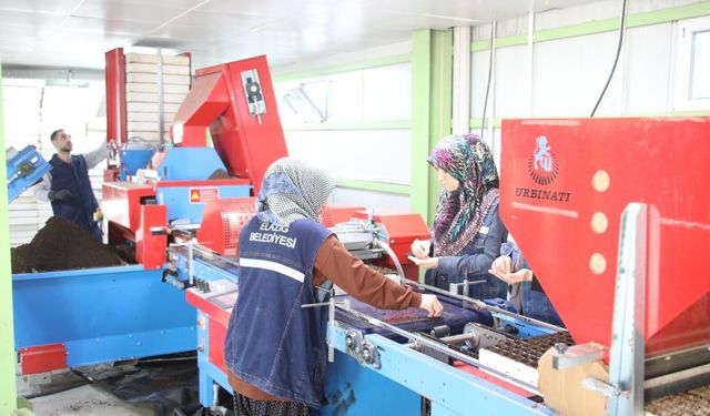 Elazığ'da Fide Üretimi Devam Ediyor